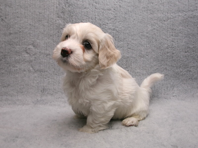 Bichon Havanais hvalp fra Kennel Miki Nanoq